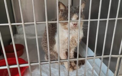 RESCUED FROM NEAR-DEATH, TEO SURVIVED, BUT HE NEEDS CARE AND ATTENTION. DON’T LEAVE HIM ALONE!