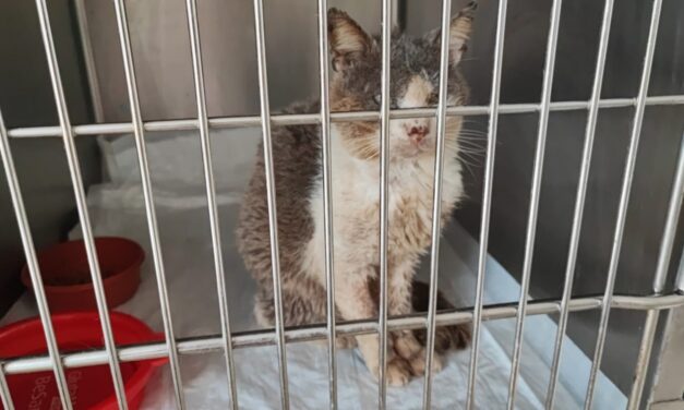 RESCUED FROM NEAR-DEATH, TEO SURVIVED, BUT HE NEEDS CARE AND ATTENTION. DON’T LEAVE HIM ALONE!