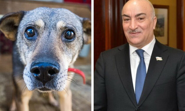 HOW TO MANAGE DOG POPULATION? AZERBAIJANI MP HAS THE SOLUTION: “EXPORT STRAYS TO CHINA AND KOREA”