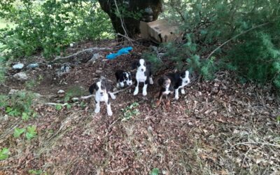 DO YOU REMEMBER THE 5 PUPPIES ABANDONED IN A BOX AND RESCUED BY OUR VOLUNTEER IN MONTENEGRO?