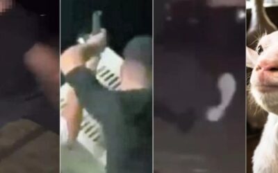 ITALY, BABY GOAT BRUTALLY KILLED BY TEENAGERS DURING A PARTY