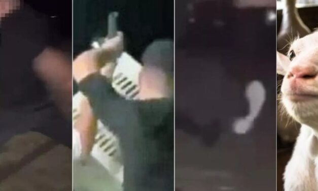 ITALY, BABY GOAT BRUTALLY KILLED BY TEENAGERS DURING A PARTY