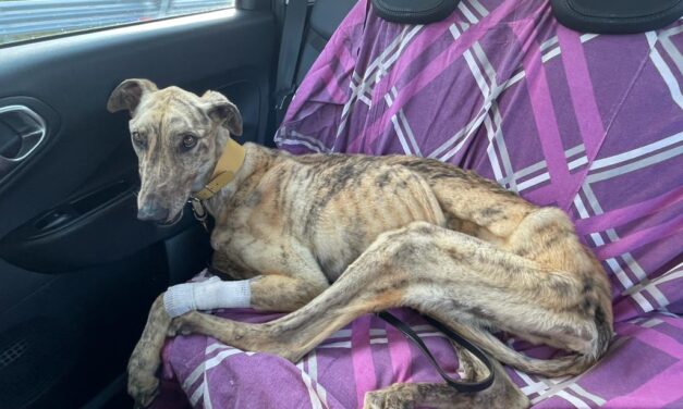 OIPA ITALY ANIMAL CONTROL OFFICERS IN CREMONA RESCUE LEO, A SEVERELY MALNOURISHED GREYHOUND. THE OWNER REPORTED FOR ANIMAL CRUELTY