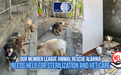 OUR MEMBER LEAGUE “ANIMAL RESCUE ALBANIA” NEEDS HELP FOR STERILIZATION AND VET CARE