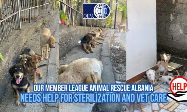 OUR MEMBER LEAGUE “ANIMAL RESCUE ALBANIA” NEEDS HELP FOR STERILIZATION AND VET CARE