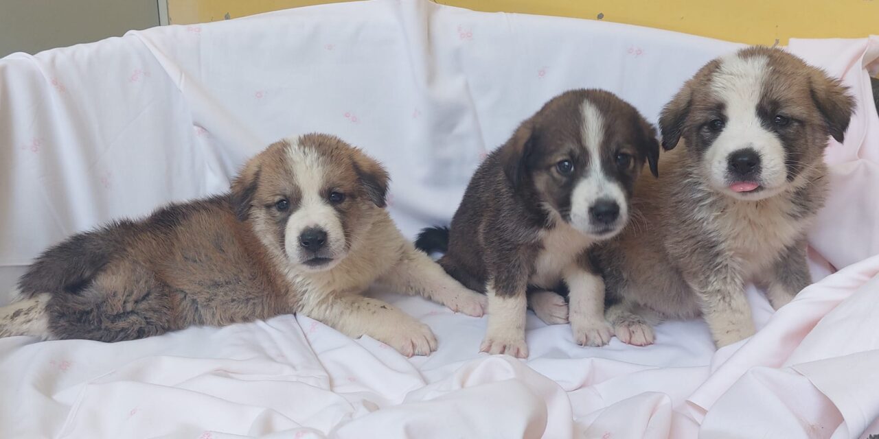 ONLINE PET TRADE: OIPA ITALY ANIMAL CONTROL OFFICERS SEIZE THREE PUPPIES NOT EVEN 1-MONTH OLD