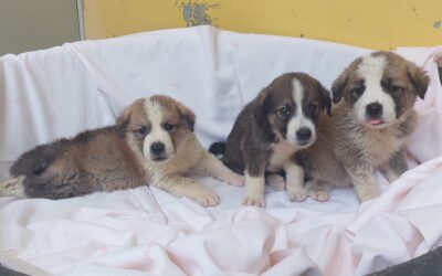 ONLINE PET TRADE: OIPA ITALY ANIMAL CONTROL OFFICERS SEIZE THREE PUPPIES NOT EVEN 1-MONTH OLD