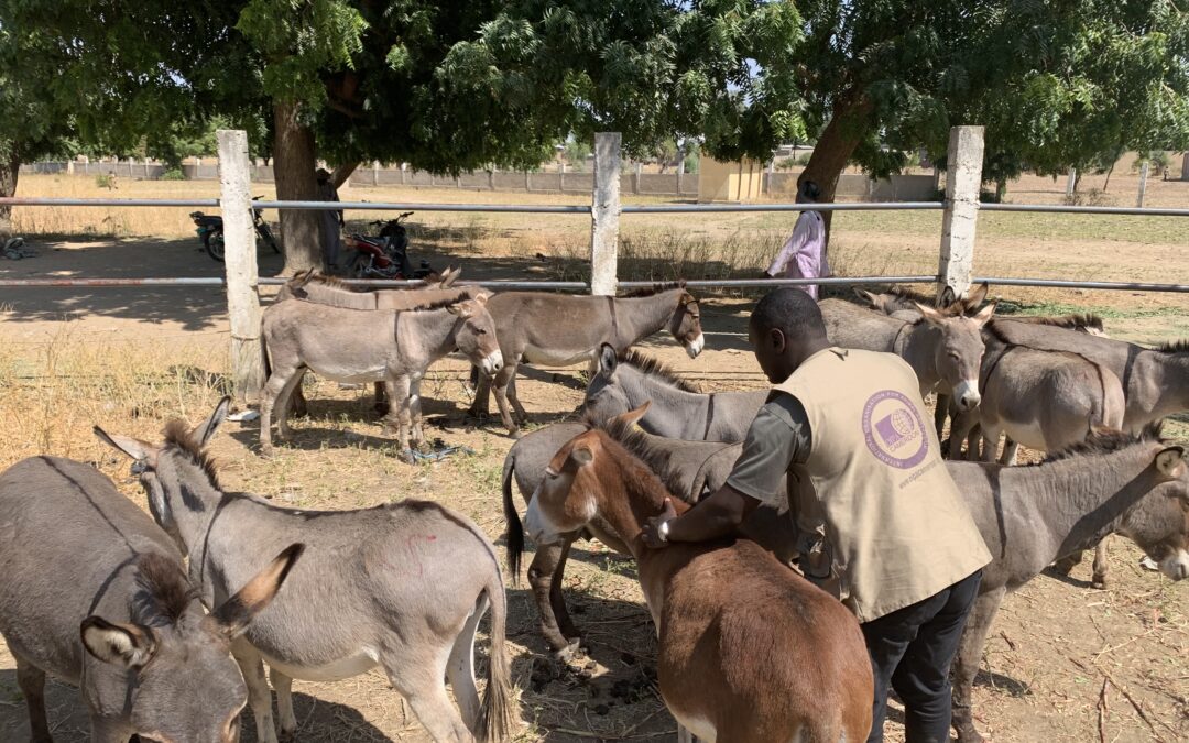 FIRST OUTCOMES ON DONKEY SKIN TRADE AND DONKEY WELFARE AWARENESS CAMPAIGN OF OIPA CAMEROON