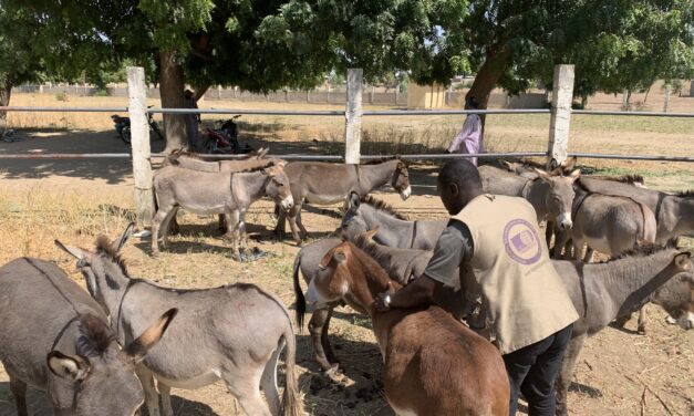 FIRST OUTCOMES ON DONKEY SKIN TRADE AND DONKEY WELFARE AWARENESS CAMPAIGN OF OIPA CAMEROON
