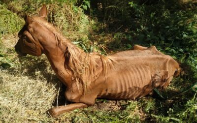 A HORSE DIED OF STARVATION, OTHER FOUR SEIZED BY OIPA ITALY ANIMAL CONTROL OFFICERS. VOLUNTEERS: “A DISTURBING HARD-TO WATCH SCENE”