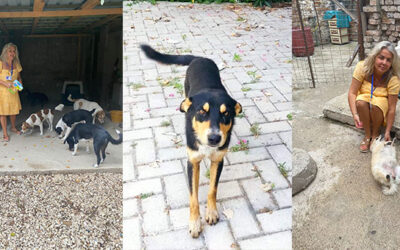 OUR VOLUNTEER IN VLORE DEDICATES HER LIFE TO HELP ALBANIAN STREET DOGS