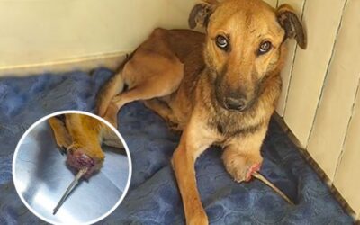 HOOK, A DOG HERO RESCUED BY OIPA VOLUNTEERS. CAUGHT IN A TRAP, HE SUFFERED GRUESOME LEG INJURY