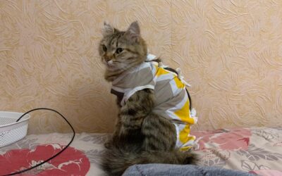 EMERGENCY UKRAINE: OIPA GIVES HELP TO A FAMILY AND STERILIZE THEIR FEMALE CATS