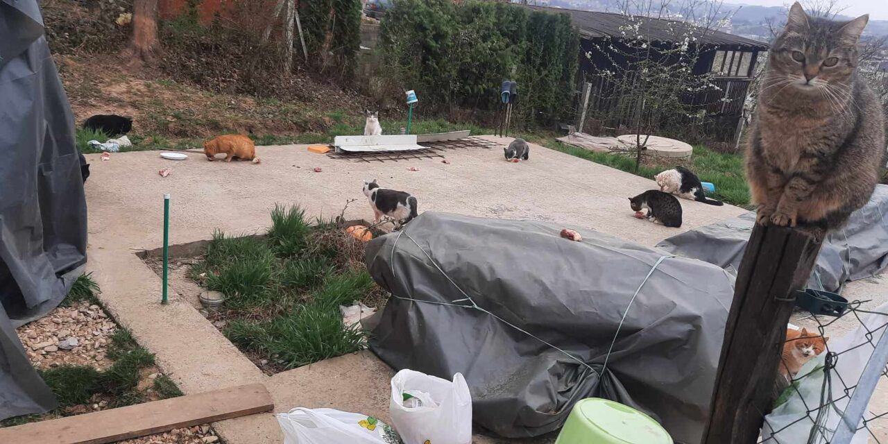 SOS FOOD FOR STRAY CATS IN BOSNIA. HELP OIPA GUARANTEE THEM A DAILY MEAL