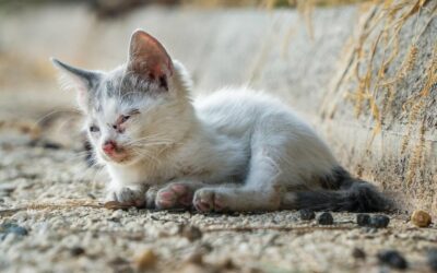 A DESPERATE REQUEST FROM DUBAI: OVER 400 HOMELESS CATS NEED FOOD