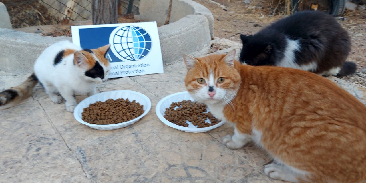 AFTER THE DESPERATE REQUEST OF A VOLUNTEER, OIPA DELIVERS A GIFT TO CATS IN DUBAI