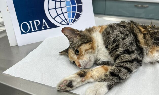MISSION ACCOMPLISHED: SEVEN OUTSIDERS STRAY CATS FINALLY INCLUDED IN OIPA AZERBAIJAN’S AUTUMN STERILIZATION CAMPAIGN