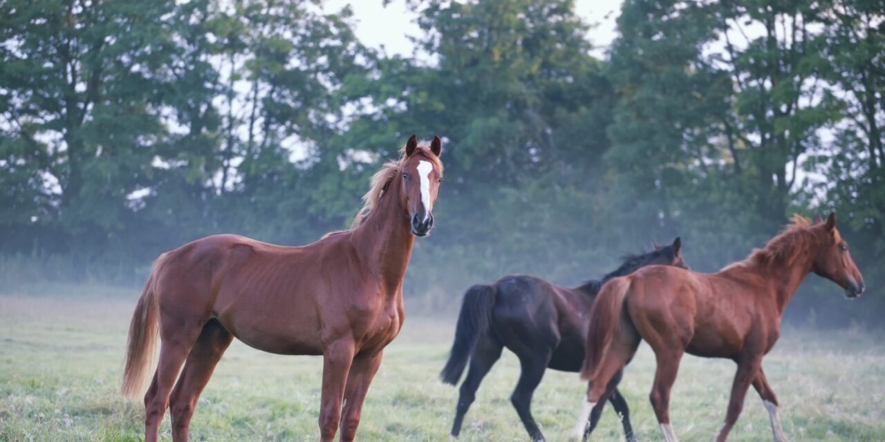 ASK FOR A LAW TO BAN THE SLAUGHTER OF HORSES. SIGN NOW THE EUROPEAN CITIZENS’ INITIATIVE ‘END THE HORSE SLAUGHTER AGE’