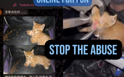 CATS TORTURED ONLINE FOR FUN AND PROFITING. STOP THE ABUSE!