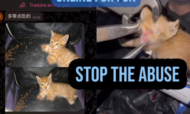 CATS TORTURED ONLINE FOR FUN AND PROFITING. STOP THE ABUSE!