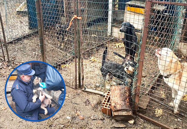 ANIMAL HOARDING IN ITALY. 24 DOGS SEIZED FROM TERRIBLE LIVING CONDITIONS
