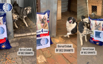 EMERGENCY UKRAINE: FOOD DISTRIBUTED TO DOGS AT GOROD COBAK SHELTER IN MYKOLAIV
