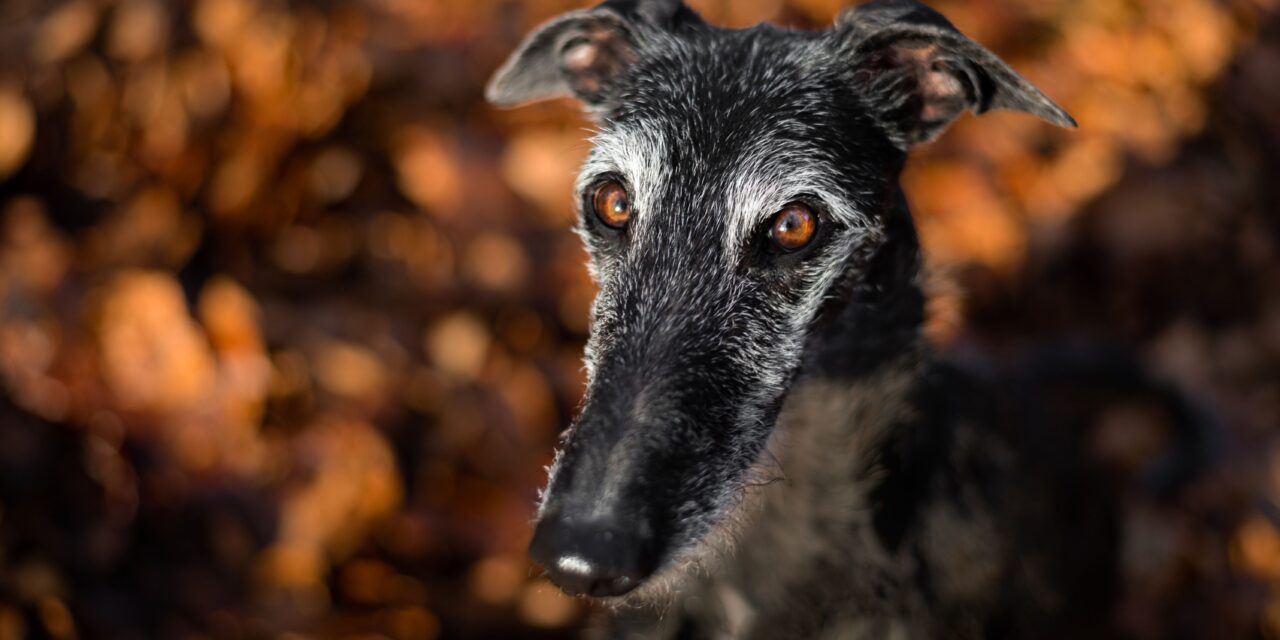 WILL SCOTLAND OUTLAW DOG RACING?