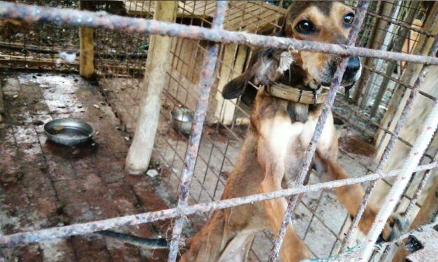 SKIN AND BONES, SEVERELY EMACIATED AND LOCKED UP IN SMALL KENNELS, SIX HUNTING DOGS RESCUED BY OIPA ITALY, THEY NOW NEED CARE AND ATTENTION