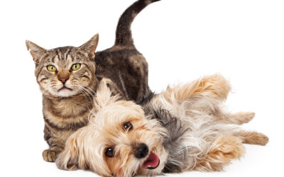 BETTER PROTECTION FOR CATS AND DOGS IN THE EU LEGISLATION