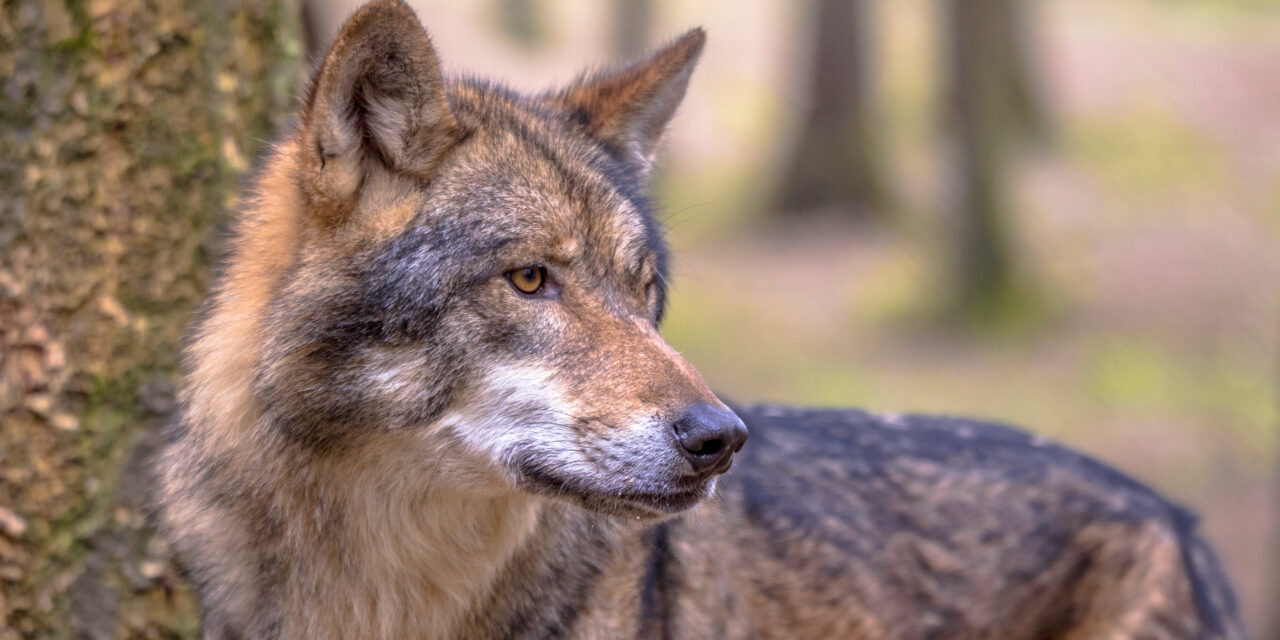 EUROPEAN COMMISSION PROPOSES TO DOWNGRADE WOLF PROTECTION