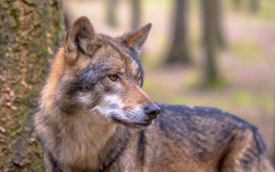 EUROPEAN COMMISSION PROPOSES TO DOWNGRADE WOLF PROTECTION
