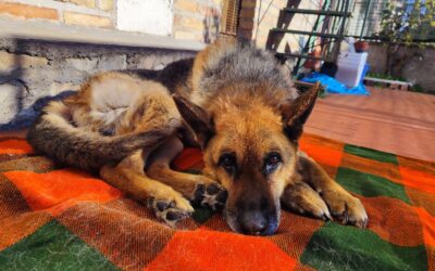 BALOO, AN ELDERLY DOG ABANDONED. RESCUED BY OIPA VOLUNTEERS IN ITALY
