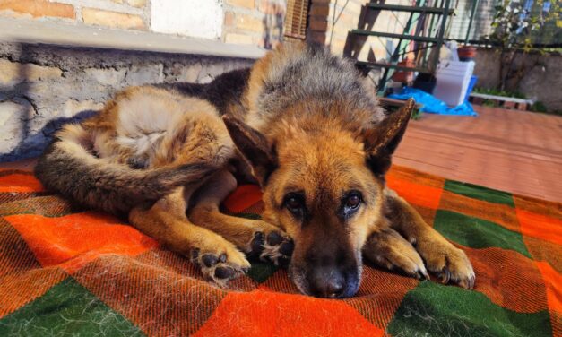 BALOO, AN ELDERLY DOG ABANDONED. RESCUED BY OIPA VOLUNTEERS IN ITALY