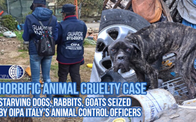 HORRIFIC ANIMAL CRUELTY CASE IN ITALY. STARVING DOGS, RABBITS, GOATS SEIZED BY OIPA ANIMAL CONTROL OFFICERS