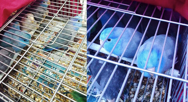 37 BIRDS SEIZED AT THE PORT OF GENOA BY OIPA, CRAMMED UNDER THE SEAT OF A CAR HEADED TO MOROCCO. HOLDER REPORTED