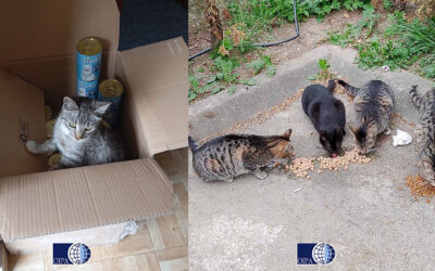 DONATION OF FOOD TO STRAY CATS IN BANJA LUKA