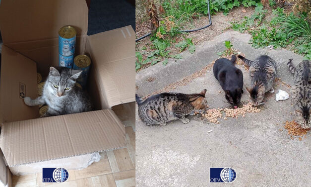 DONATION OF FOOD TO STRAY CATS IN BANJA LUKA