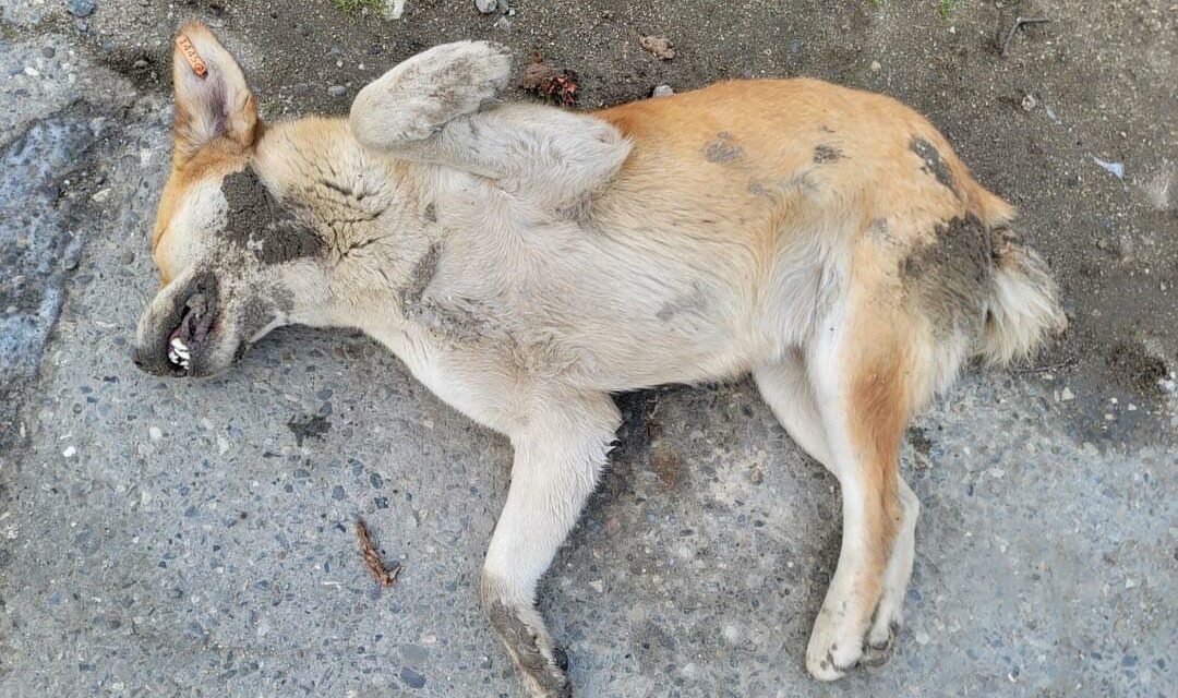 MASS KILLING OF DOGS IN AZERBAIJAN, WRITE TO THE UN CLIMATE CHANGE SECRETARIAT