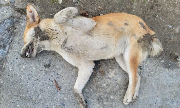 MASS KILLING OF DOGS IN AZERBAIJAN, WRITE TO THE UN CLIMATE CHANGE SECRETARIAT