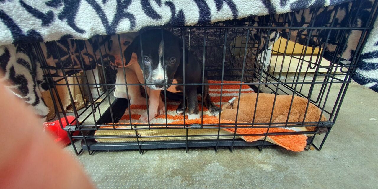 TWO PUPPIES CONFINED IN A TINY CAGE AND USED TO ENTERTAIN KIDS, SEIZED BY OIPA ANIMAL CONTROL OFFICERS IN ITALY
