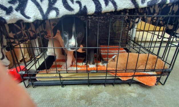 TWO PUPPIES CONFINED IN A TINY CAGE AND USED TO ENTERTAIN KIDS, SEIZED BY OIPA ANIMAL CONTROL OFFICERS IN ITALY