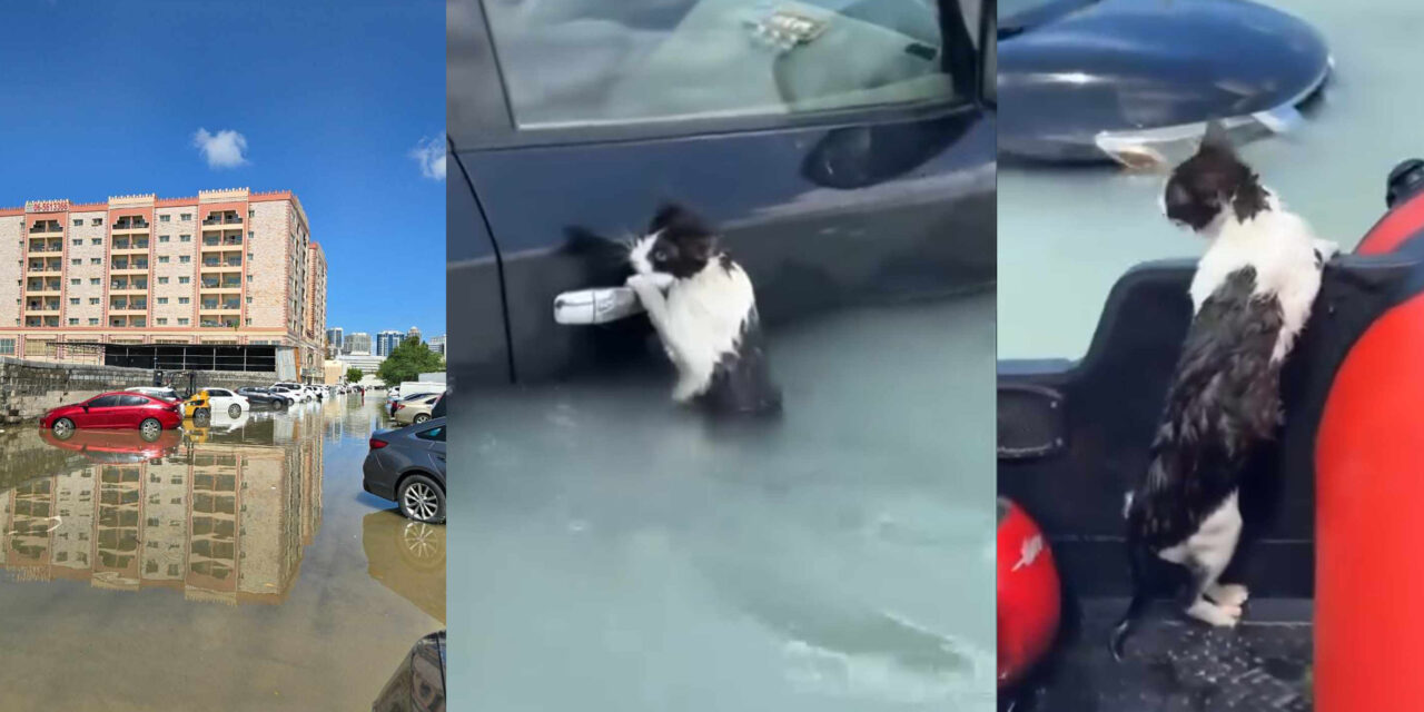 FLOOD EMERGENCY: DUBAI UNDERWATER! HELP US SUPPORT VOLUNTEERS AND STRAY CATS RESCUED