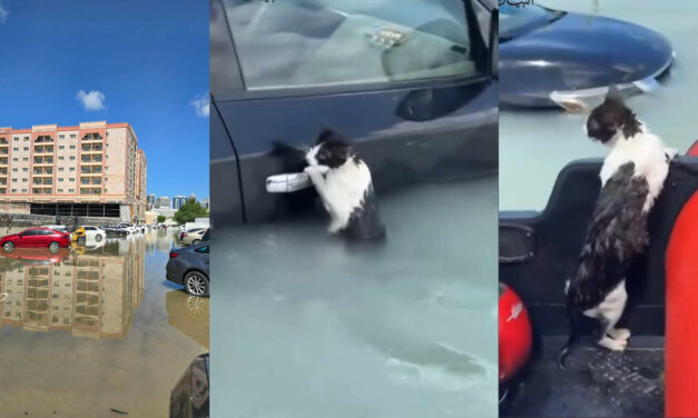 FLOOD EMERGENCY: DUBAI UNDERWATER! HELP US SUPPORT VOLUNTEERS AND STRAY CATS RESCUED