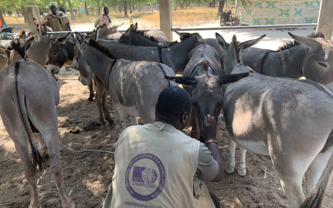 RESULTS OF OIPA CAMEROON CAMPAIGN AGAINST THE DONKEY SKIN TRADE AND NEXT STEPS