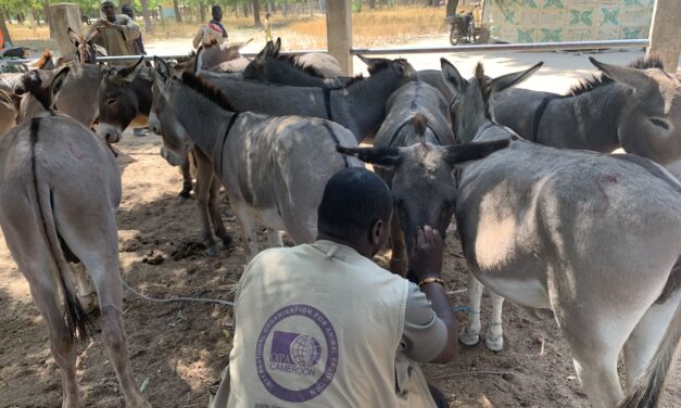 RESULTS OF OIPA CAMEROON CAMPAIGN AGAINST THE DONKEY SKIN TRADE AND NEXT STEPS