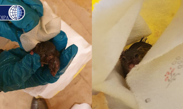 EASTER, FIELD MOUSE RESCUED BY OIPA VOLUNTEERS IN ITALY