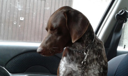 Cane chiuso in macchina quando fa caldo: è reato