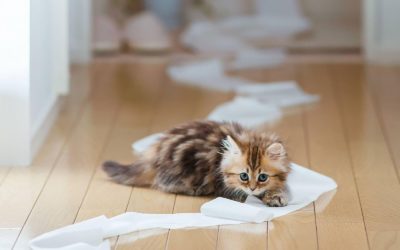 Perché il gatto sporca fuori dalla lettiera: i consigli di Samira Coccon, consulente in comportamento felino