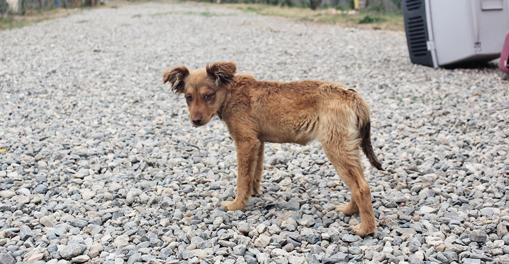 HO TROVATO UN CANE PER STRADA. ORA È MIO?