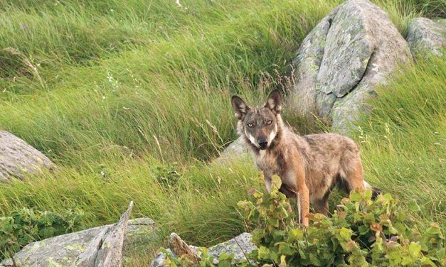 Aspettando i lupi: cronache di un fotografo naturalista e di un antibracconiere